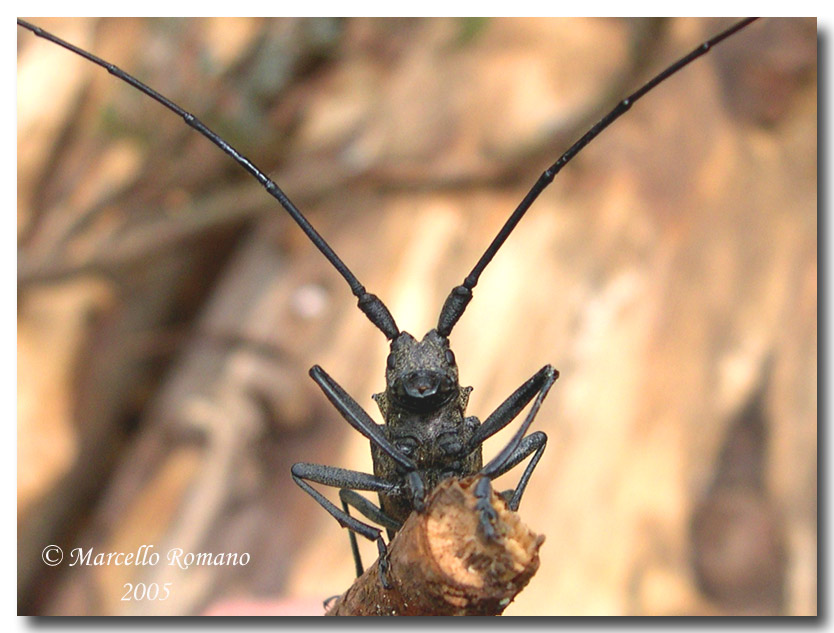 Monochamus sartor, Cerambicide delle Alpi orientali